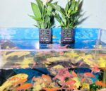 2 PCS Hanging Aquarium Planter Cups, Aquatic Plants Holder, Aquarium Planter Cup, Aquarium Decorations Plants Pot and Fish Tank Plants Pot for Live Aquarium Decor (Black-2 PCS) - Image 6