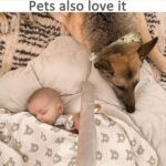 5-in-1 Thick & Plush Baby Play Gym, Baby Play Mats for Floor, Tummy Time Mat with 6 Toys, Cat Bed, Dog Bed, Convertible Stage-Based Developmental from Baby to Toddler, Ball Pit, Pet Cushion Cloudico - Image 7
