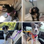 BWOGUE 2 Packs Dog Cat Safety Seat Belt Strap Car Headrest Restraint Adjustable Nylon Fabric Dog Restraints Vehicle Seatbelts Harness - Image 8