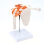 RONTEN Medical Shoulder Anatomy Model with Functional Ligaments, Life Size Anatomical Human Shoulder Joint Model for Science Class Medical Teaching Display Model (Includes a Base) - Image 2