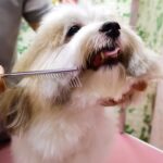 Dog Grooming Kit with Safety Round Tips Stainless Steel Professional Dog Shears Set - Thinning, Curved Scissors and Comb for Cat Pet - Image 7