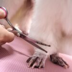 Dog Grooming Kit with Safety Round Tips Stainless Steel Professional Dog Shears Set - Thinning, Curved Scissors and Comb for Cat Pet - Image 8
