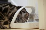 Sure Petcare -SureFlap - SureFeed - Microchip Pet Feeder - Selective-Automatic Pet Feeder Makes Meal Times Stress-Free, Suitable for Both Wet and Dry Food - MPF001 - Image 4