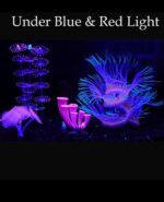 4 Pieces Aquarium Fish Tank Decorations with Glowing Effect, Silicone Glow Artificial Ornament Coral Reef Plants for Aquarium Decoration Small and Large Fish Bowl Decor Accessories - Image 4