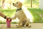 Dexas Pink Medium Dog Paw Cleaner, MudBuster - Premium Quality Pet Supplies and Dog Accessories for Dogs, Easy to Use, Mess Free, BPA Free, Patented Product - Image 6