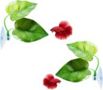 CousDUoBe 2 Pack Betta Fish Leaf Pad Improves Betta's Health by Simulating The Natural Habitat - Natural, Organic, Comfortable Rest Area for Fish Aquarium Ornaments - Image 2