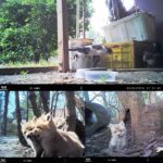 WOSPORTS Mini Trail Camera 2 Pack 24MP 1080P HD, Game Hunting Cam with 32GB SD Cards, Waterproof Night Vision Tiny Scouting Camera for Outdoor Wildlife Monitoring - Image 2