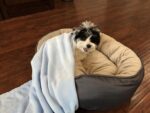 Super Soft Premium Pet Blankets - Best Friend Blue Pet Blanket - 30" x 40" - Designed for Puppies & Kittens - Great for Pet Beds and Carriers - Image 3