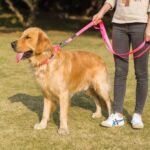 Martingale Dog Collar, No-Buckle Escape-Proof Design, Heavy-Duty Nylon and Welded D-Ring, Adjustable Training Collar for Medium Large Dogs (Baby Pink, L) - Image 9