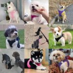 Dog Harness with Leash Set, No-Pull Step-in Reflective Pet Harness with 1 Leash Clips, Adjustable Soft Padded Easy Walk Dog Vest for Small Medium Large Dogs, Cats(Light Purple, Large) - Image 7