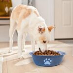 kathson 2 Pack Stainless Steel Dog Bowls,6" Spill Proof Metal Dog Food Bowls,Nonslip Rubber Bottom Pet Food and Water Bowl Set,Puppy Dishes Feeder for Medium Small Dogs,Grey - Image 8