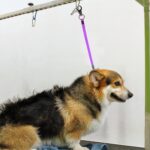 3 Pcs Pet Grooming Loop for Dogs Dog Grooming Supplies Adjustable Fixed Dog Cat Safety Rope Nylon Restraint Noose for Pet Groomings Table and Dogs Groomings Arm - Image 5