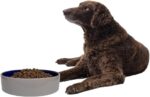 SPOT Standard Crock Dish - Heavy Duty, Non-Slip, Round Ceramic Food/Water Bowl for Pets, Ideal for Medium to Large Dogs or Multiple Animals, Dishwasher Safe - 9.5 in, 8 Cups, (64 Oz) - Image 10