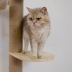Cat Tree Jumpers Accessories Cat Tower Replacements Floor to Ceiling Cat Jumpers… - Image 7