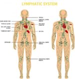 Ginger Oil,Ginger Massage Oil for Lymphatic Drainage,Natural Body Oil for Skin,Arnica Oil,Sore Muslce Massage Oil,Spa Ginger Oil-Warming and Relaxing for Valentines Day Gifts for Men Women - Image 7