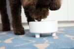 Waggo Uplift Ceramic Dog Bowl for Small Medium and Large Breeds - Heavyweight and Durable Pet Food and Water Dish Crock, Dishwasher Safe, Modern, Elevated Feeder (Black, Medium) - Image 5