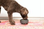 Waggo Uplift Ceramic Dog Bowl for Small Medium and Large Breeds - Heavyweight and Durable Pet Food and Water Dish Crock, Dishwasher Safe, Modern, Elevated Feeder (Black, Medium) - Image 6