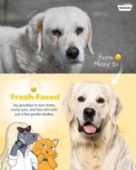 PETHROOM Professional Eye Comb for Pets | Stainless Steel Tear Stain Remover for Cats & Dogs | Gentle Round-Head Grooming Tool | Compact & Portable for Eye Gunk Removal - Image 4