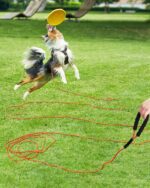 Taglory Long Dog Leash, 15FT 30FT 50FT 66FT Reflective Heavy Duty Rope Leash with Soft Padded Handle for Large Medium Dogs Backyard Training, Camping & Hiking, Orange 50FT - Image 3