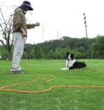 Taglory Long Dog Leash, 15FT 30FT 50FT 66FT Reflective Heavy Duty Rope Leash with Soft Padded Handle for Large Medium Dogs Backyard Training, Camping & Hiking, Orange 50FT - Image 8